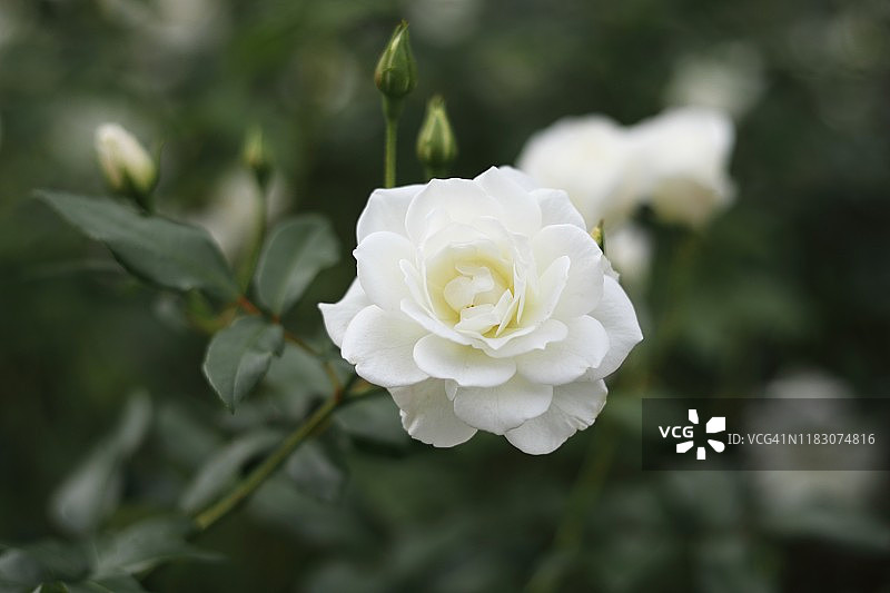 白色丰花月季——冰山（KORbin）图片素材