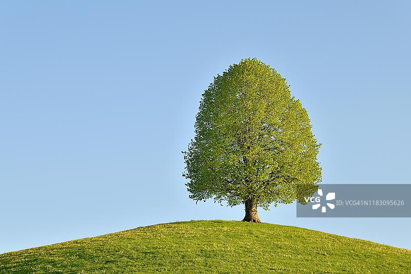 山坡上生长中的菩提树，瑞士楚格州诺伊海姆图片素材