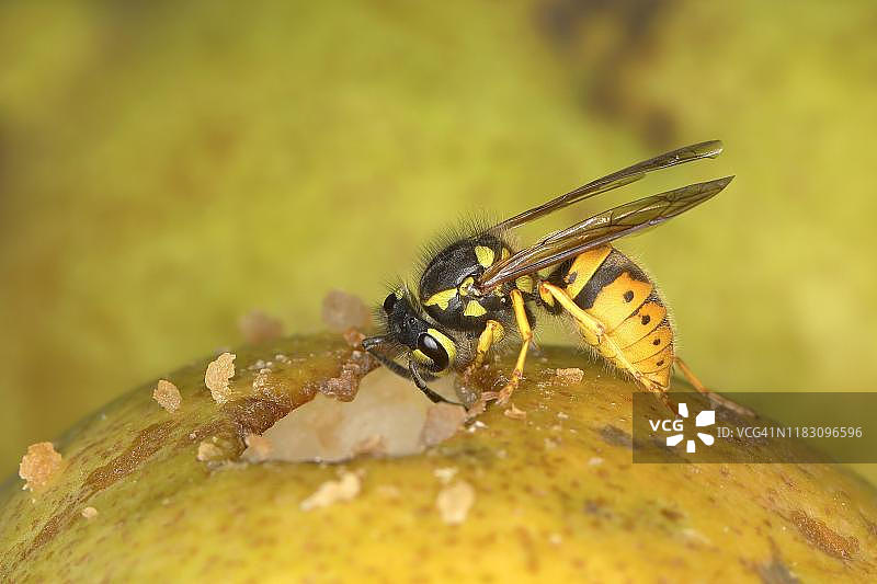 德国黄蜂（德国小黄蜂）在梨上觅食，德国图片素材