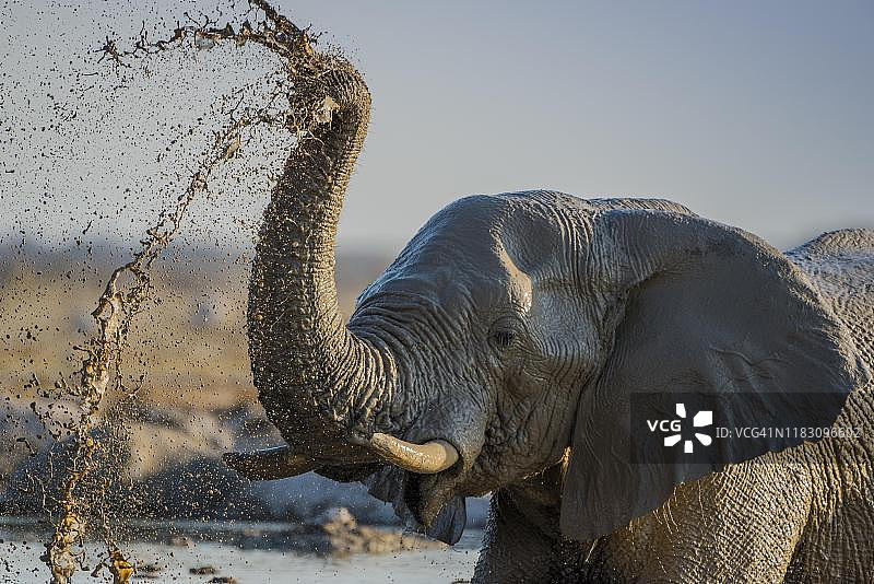 非洲象在水坑中泼泥，动物肖像，博茨瓦纳恩赛潘国家公园图片素材