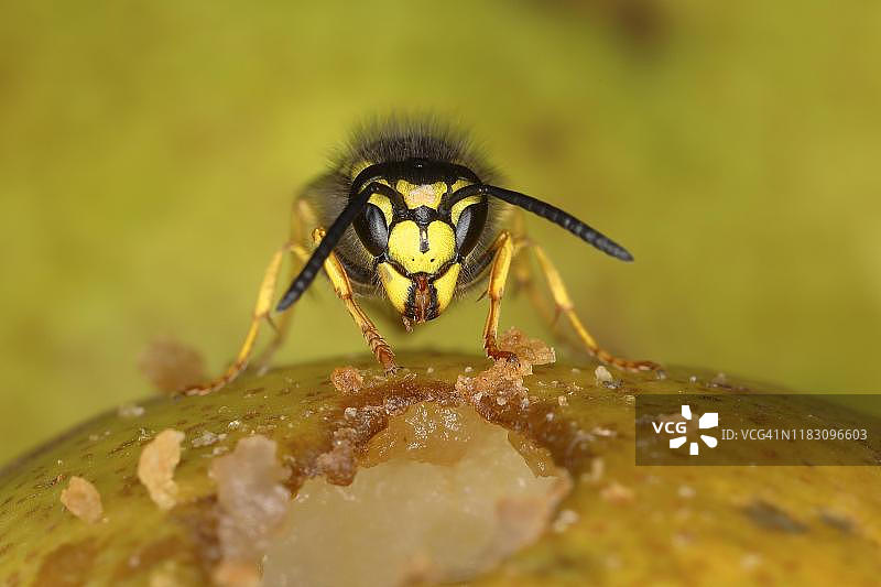 德国黄蜂（Vespula germanica），停在梨上，德国图片素材