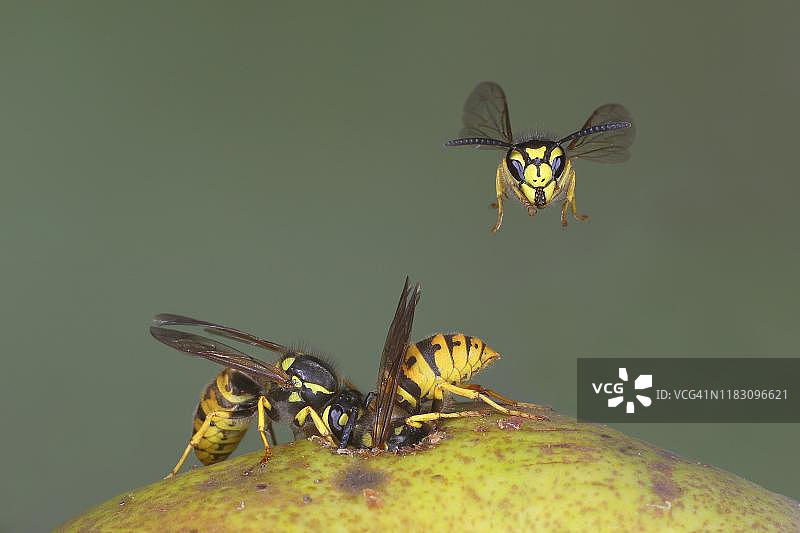 德国黄蜂正在啃食梨，德国图片素材