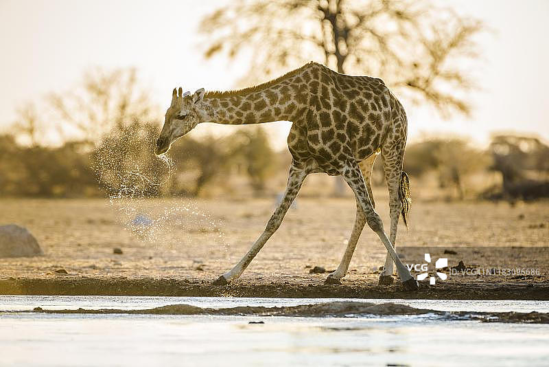 安哥拉长颈鹿(Giraffa camelopardalis angolensis)在博茨瓦纳恩加米兰Nxai Pan国家公园的水坑喝水图片素材