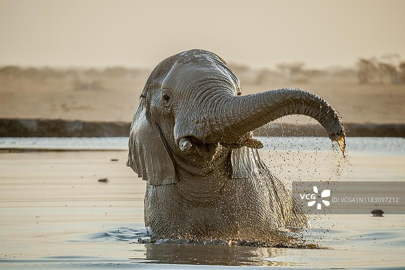 在水坑中洗澡的非洲象，博茨瓦纳纳赛潘国家公园图片素材