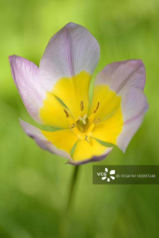 坎迪亚郁金香（贝克郁金香），丁香奇迹品种，粉黄色花朵，德国图片素材