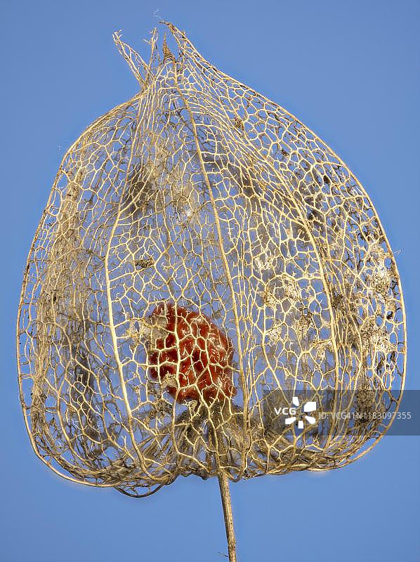 蓝色背景下的风化酸浆果，奥地利图片素材