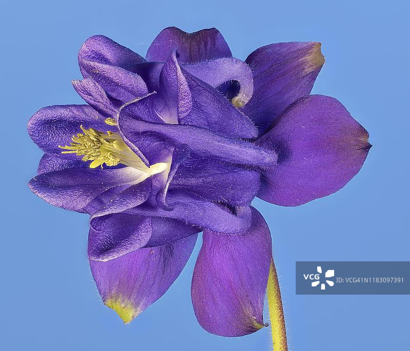 耧斗菜（Aquilegia vulgaris），蓝色背景，奥地利图片素材