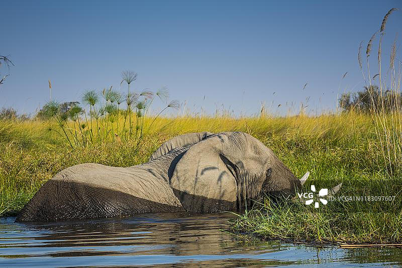 非洲象(非洲象),站立在水中进食,奥卡万戈三角洲,莫雷米野生动物保护区,恩加米兰,博茨瓦纳图片素材