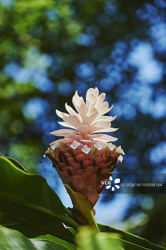 美国夏威夷州瓦胡岛的姜花图片素材