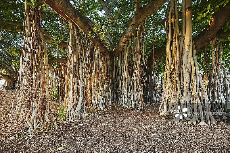 美国夏威夷檀香山威基基海滩的榕树图片素材