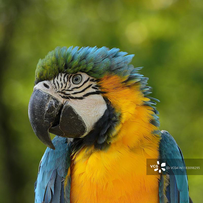 蓝黄色金刚鹦鹉（Ara ararauna）动物画像，圈养，德国黑森州图片素材