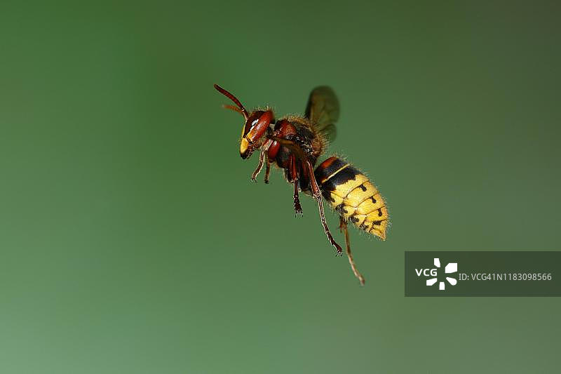 欧洲大黄蜂（Vespa crabro），飞行中的工蜂，德国北莱茵-威斯特法伦图片素材