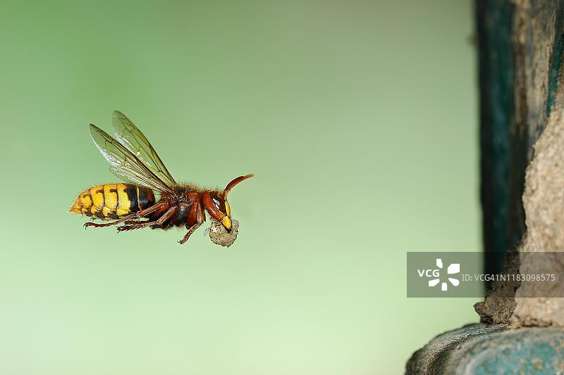 德国北莱茵-威斯特法伦州欧洲大黄蜂筑巢图片素材