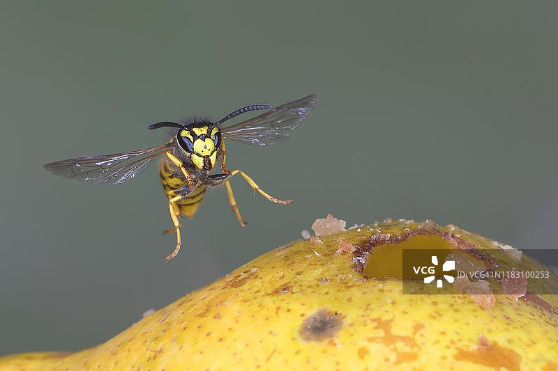 德国黄蜂飞向梨图片素材
