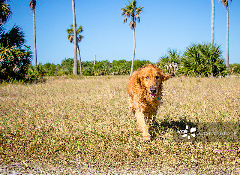金毛寻回犬走过田野（美国佛罗里达州德索托堡）图片素材