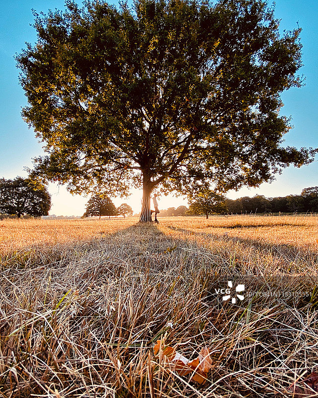 靠在秋树上的男人轮廓，英国伯克希尔图片素材