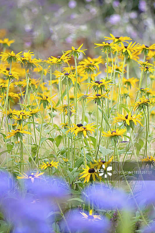 夏季黄色金光菊特写图片素材