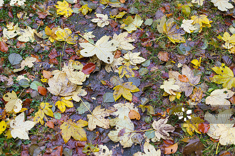 秋天的落叶图片素材