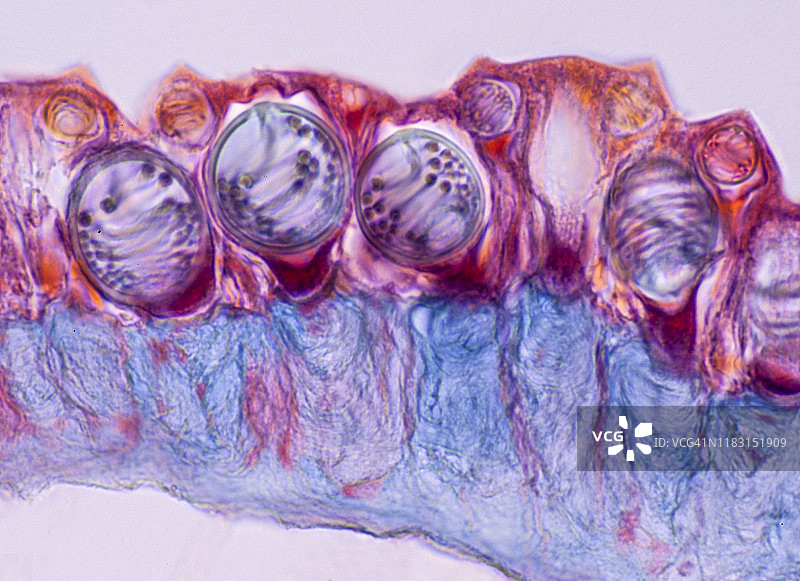 僧帽水母触须上的刺细胞（线虫胞囊），250倍图片素材