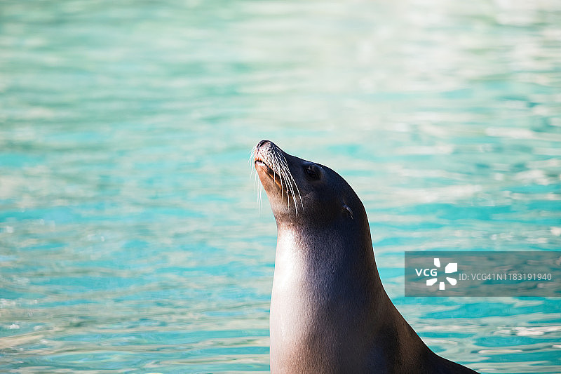 加州海狮图片素材