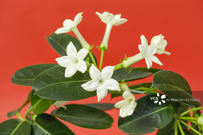 素馨花（马达加斯加茉莉，蜡花，夏威夷婚礼花，新娘花环）图片素材