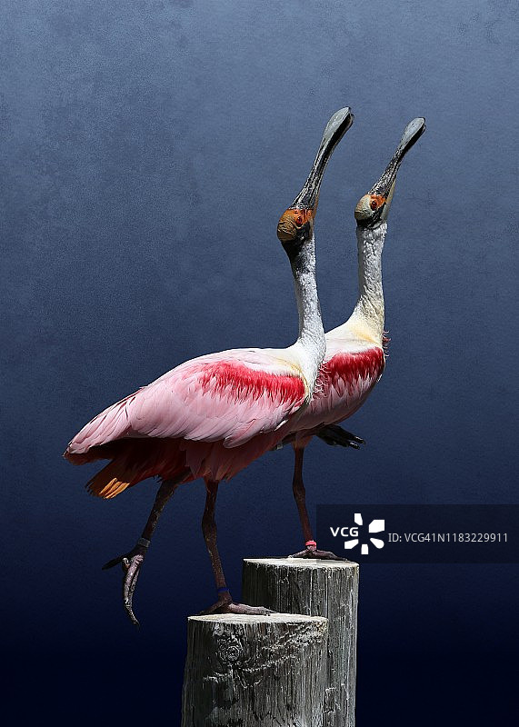 两只琵鹭栖息在木桩上图片素材