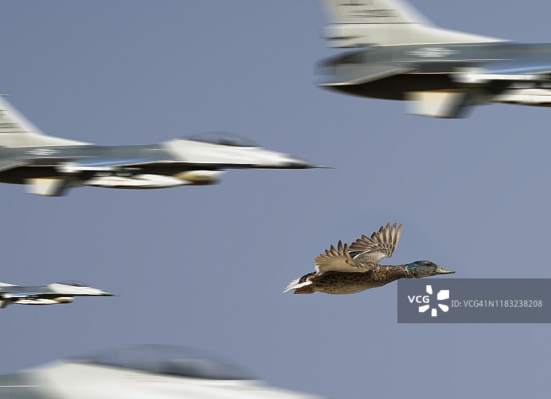 有趣的鸭子和喷气式飞机图片素材
