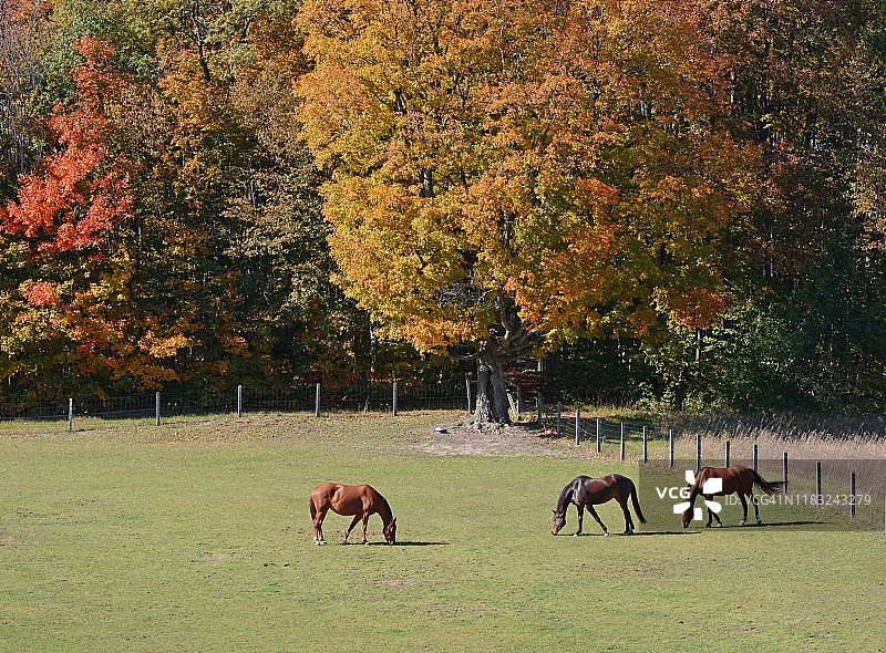 秋日彩林下的马群图片素材