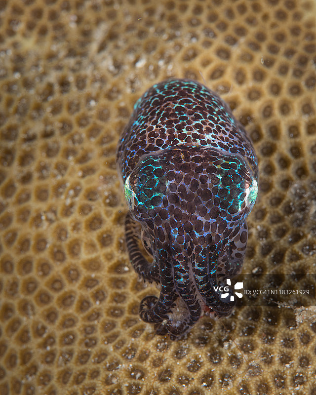 蓝碧海峡水下短尾鱿鱼图片素材