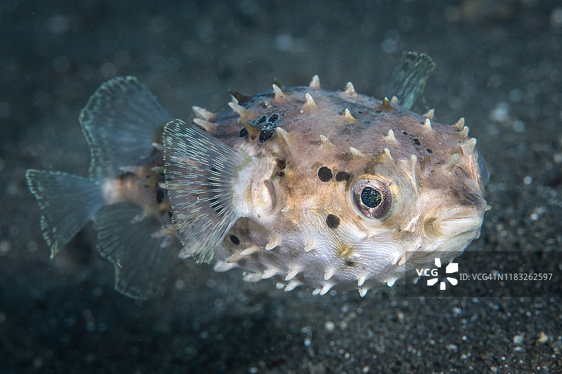 蓝碧海峡的河豚鱼图片素材