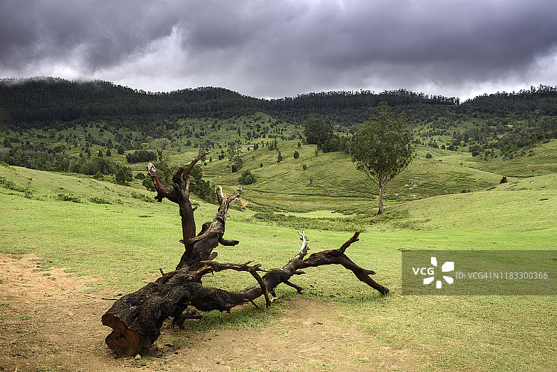 印度泰米尔纳德邦科代卡纳尔的倒树图片素材