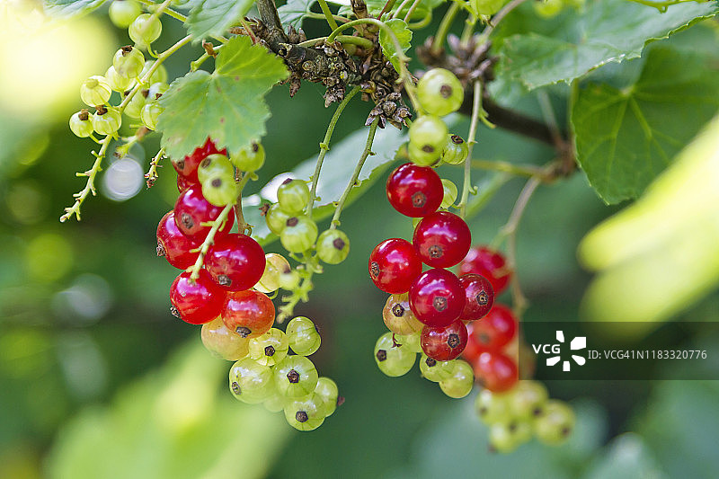 红醋栗浆果图片素材