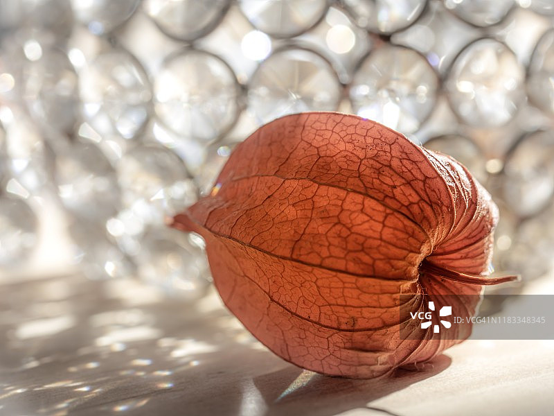 柔和背景下的灯笼花图片素材