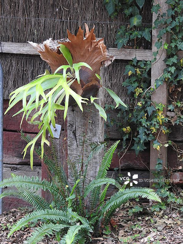 鹿角蕨植物图片素材
