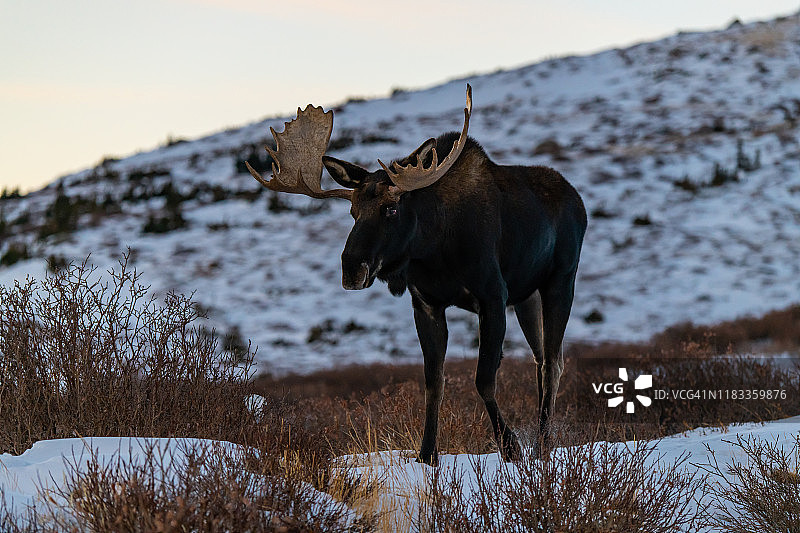 冬季的大型驼鹿图片素材