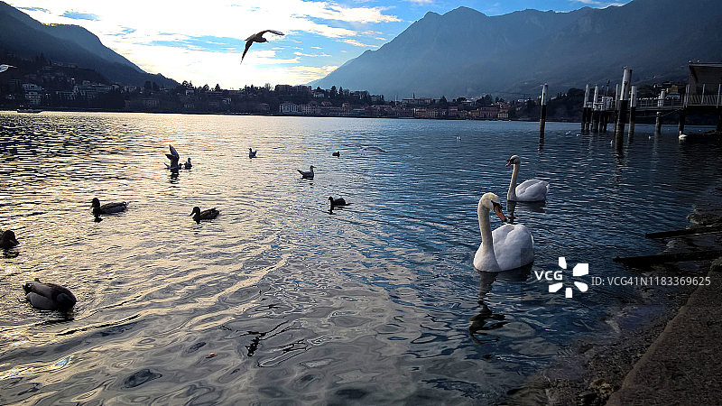意大利日落时分蓝色浪漫湖上的天鹅图片素材