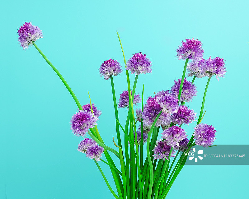 韭菜花图片素材