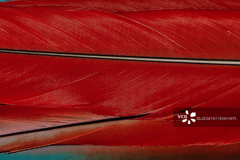 绿翅金刚鹦鹉鲜红色羽毛特写图片素材