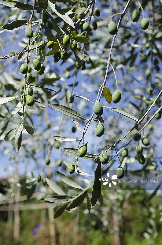 橄榄树图片素材