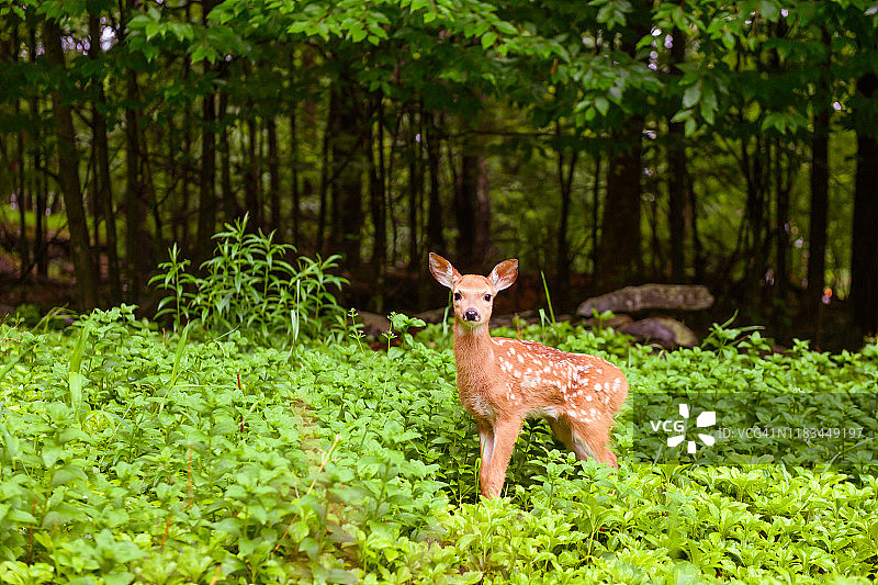 美国纽约州卡茨基尔山森林中的小鹿图片素材