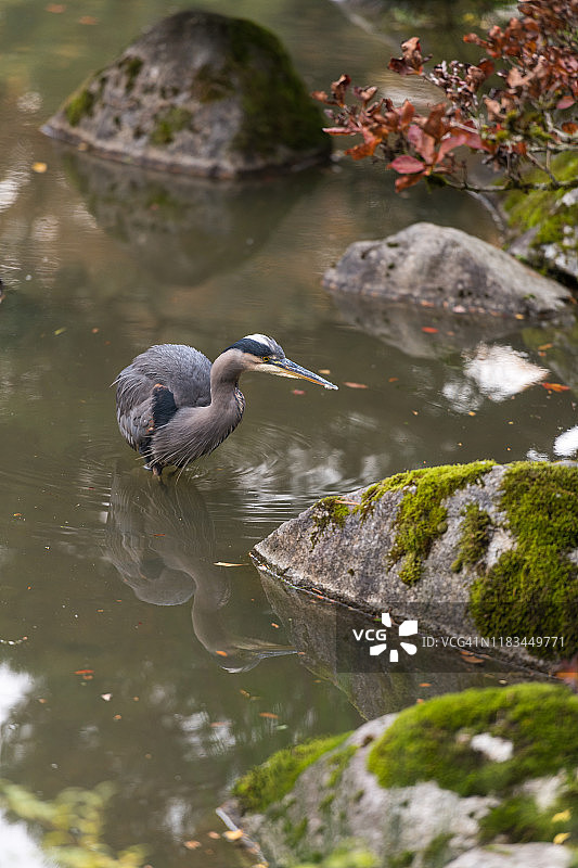 野生动物图片素材