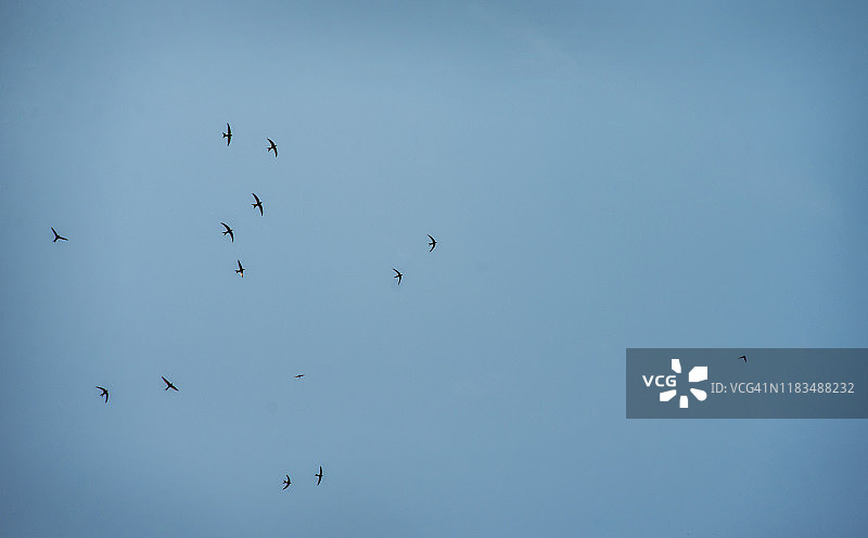 飞翔在壮丽的华严瀑布的燕子 - 日本日光国家公园的中禅寺湖图片素材