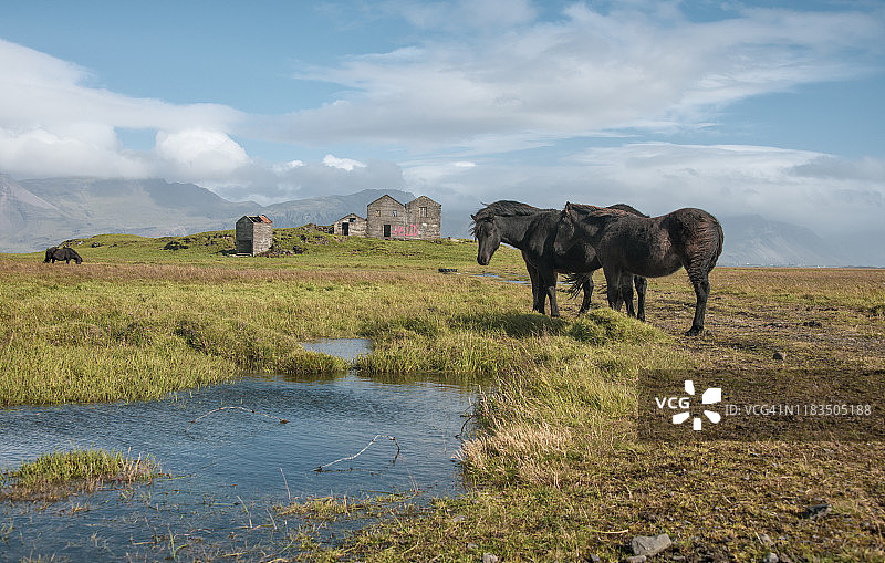 冰岛西部荒原上的马图片素材