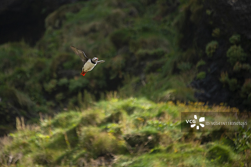 大西洋海鹦降落图片素材