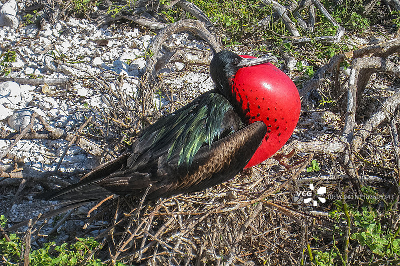 壮丽的军舰鸟图片素材