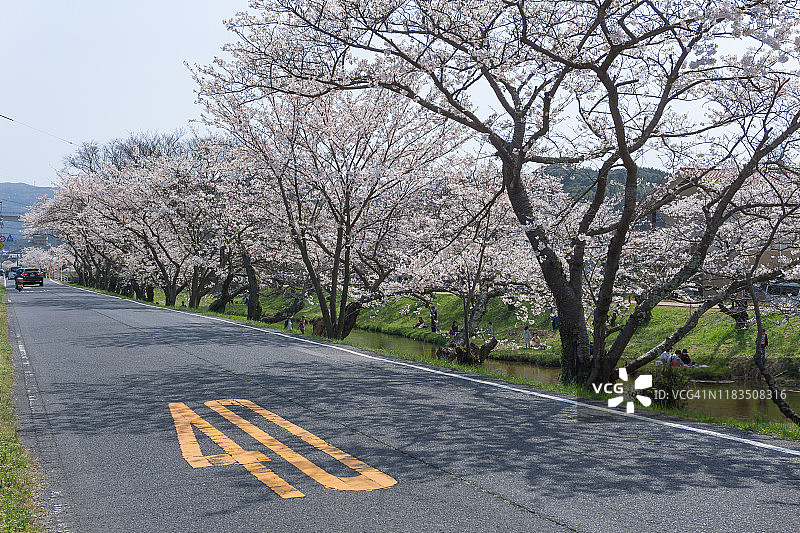 日本多摩川河岸盛开的樱花图片素材