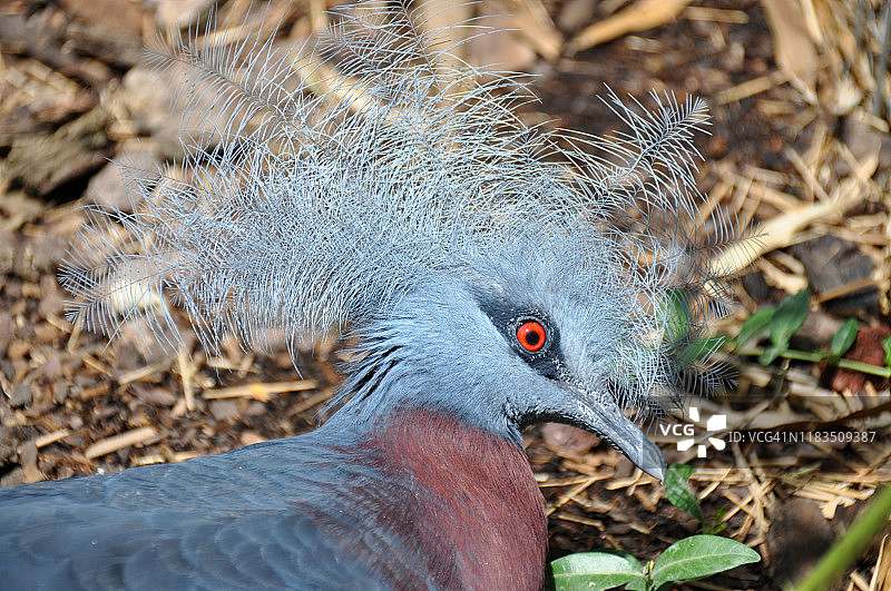 维多利亚凤冠鸠图片素材