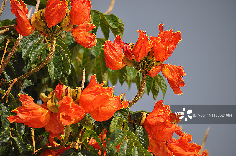 非洲郁金香树图片素材