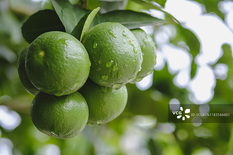树上的绿色酸橙特写图片素材
