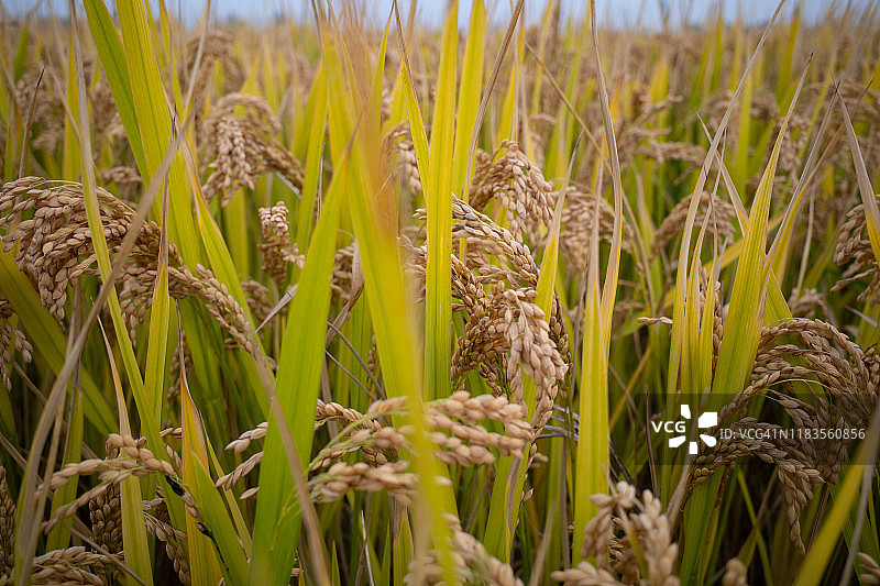 秋天的金色稻田图片素材
